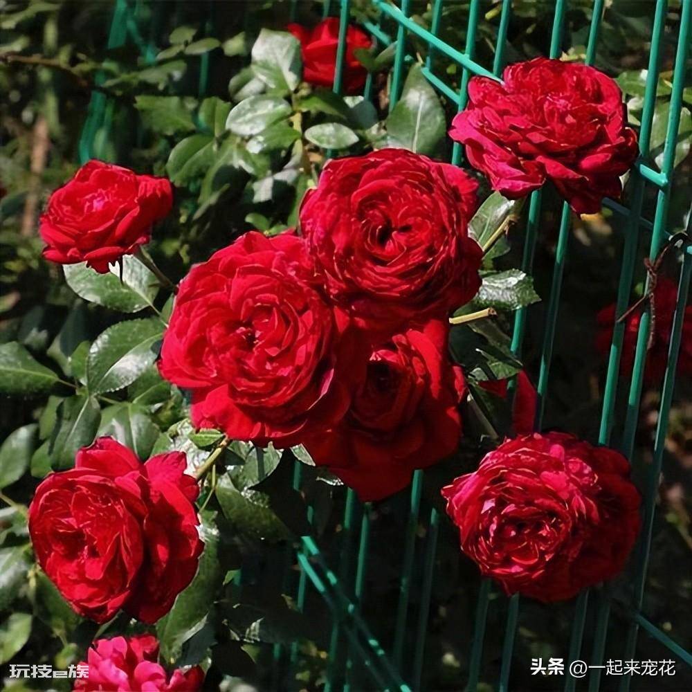 十大经典藤本月季品种图片(总结10种经典的藤本月季)-图片5